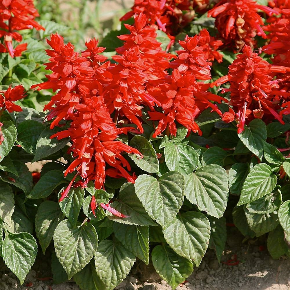 salvia splendens flower seeds
