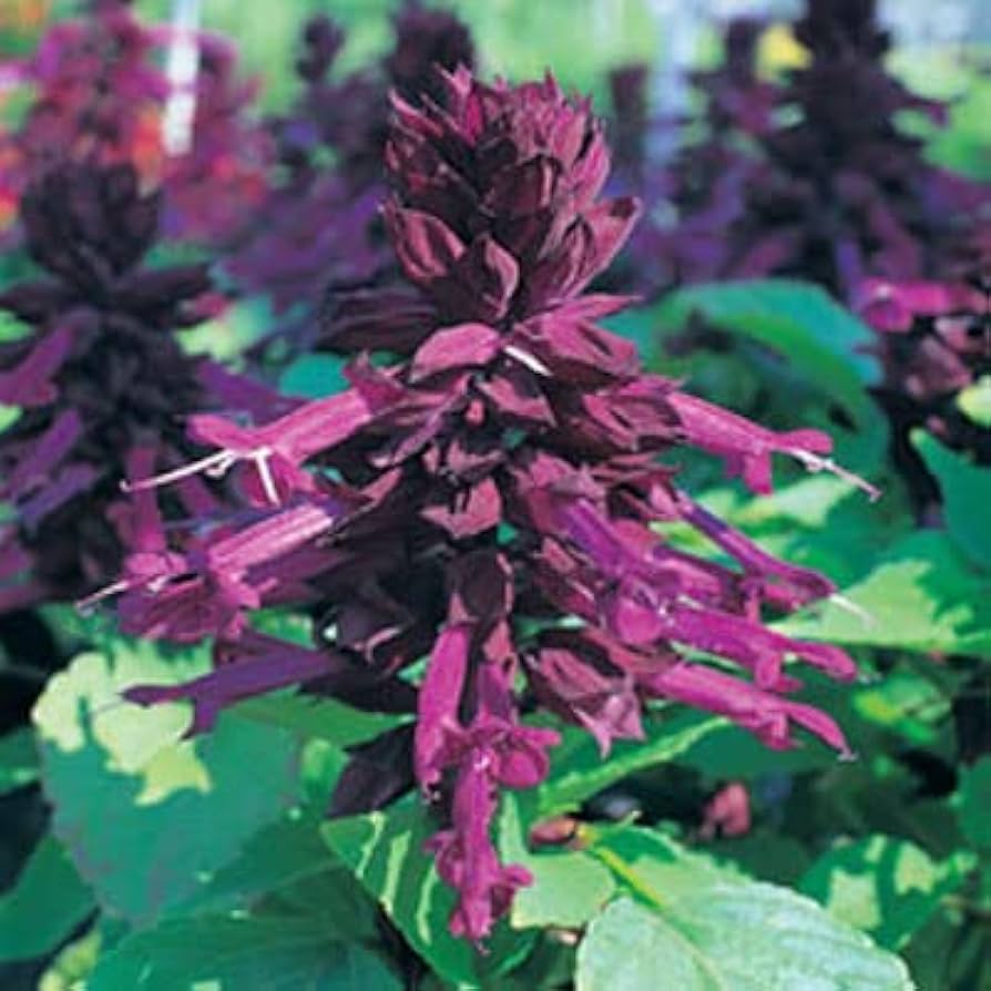 purple salvia flower seeds
