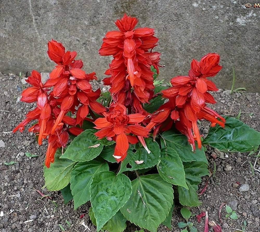 salvia splendens flower seeds