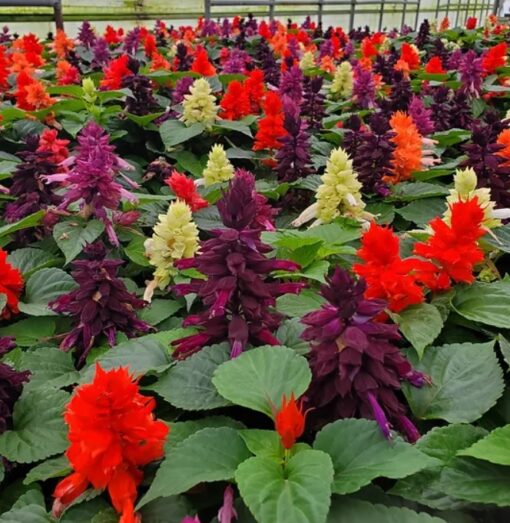 salvia vista flower seeds