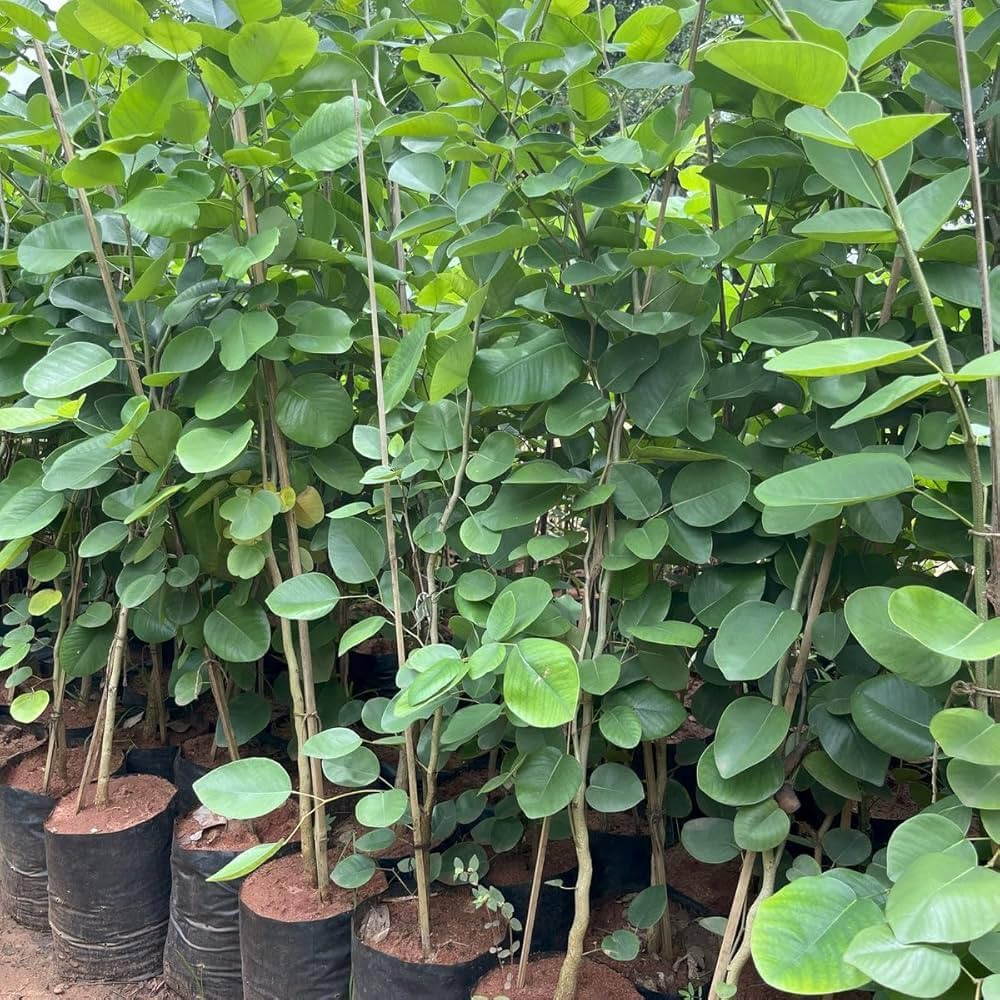 Sandalwood Plant herb seeds