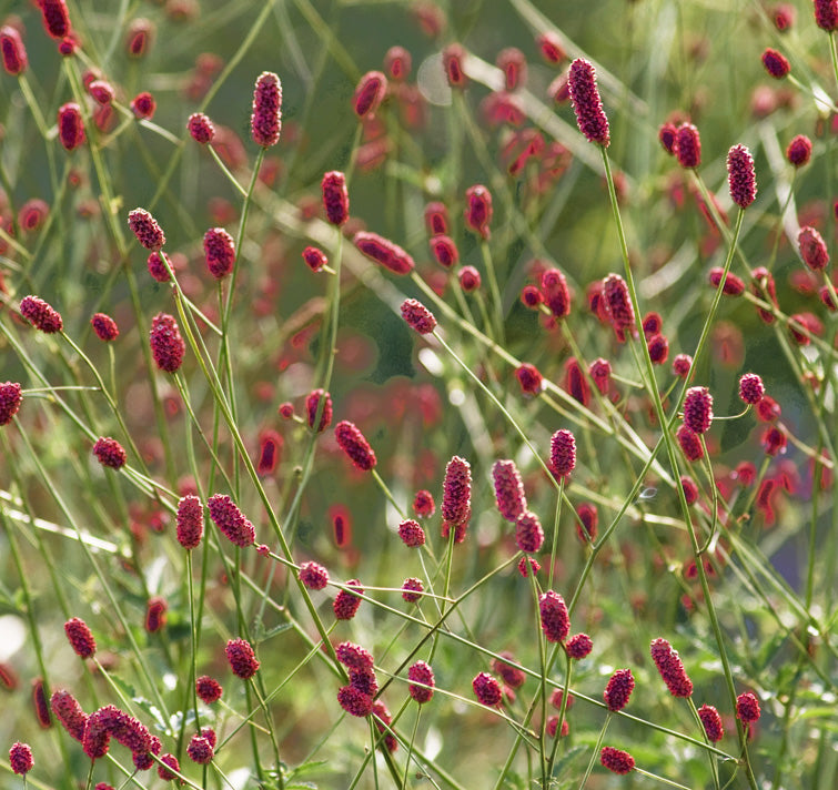 Red Sanguisorba Officinalis Seeds for Planting – Heirloom Non-GMO High Germination Seeds
