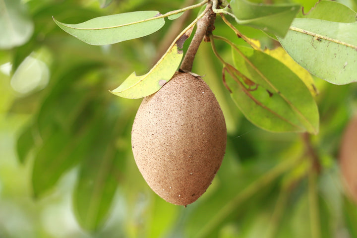 Brown Sapodilla Fruit Seeds – Heirloom, Non-GMO, High Germination Organic Garden Seeds