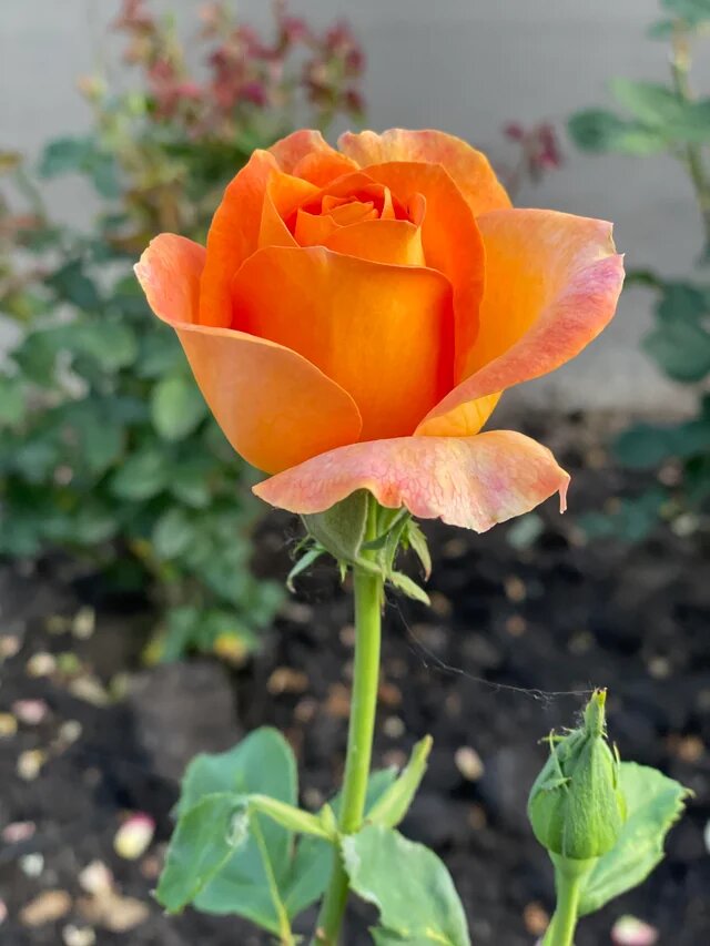 Orange Rose Flower Seeds – Heirloom, Non-GMO, High Germination Seeds