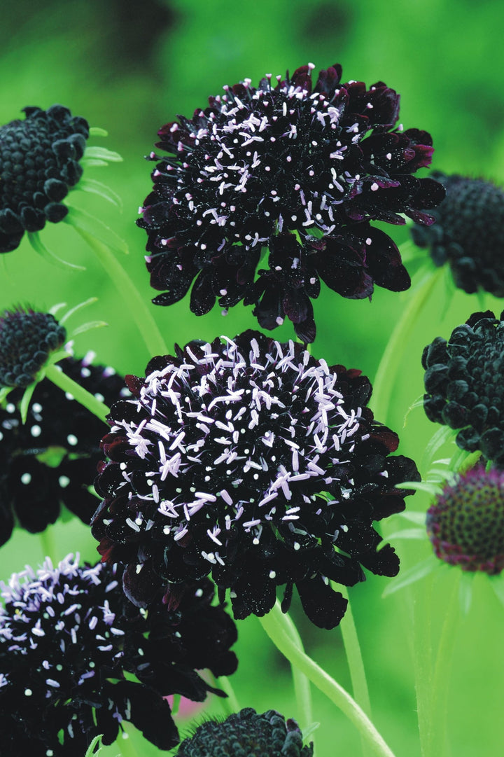 Astrantia Flower Seeds Black for Planting – Heirloom Non-GMO High Germination Organic Seeds