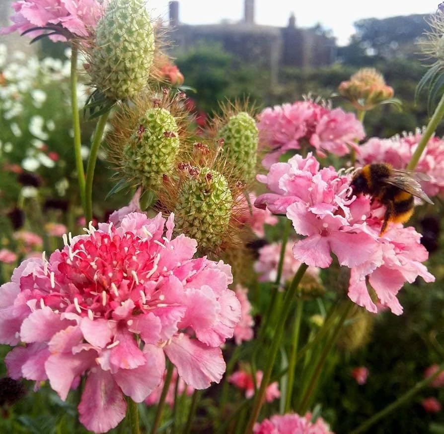 scabiosa salmon flower seeds