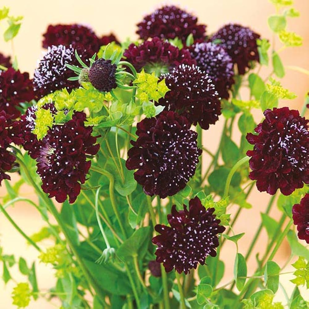 white scabiosa flower seeds