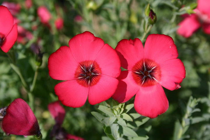 Linum Grandiflorum Flower Seeds Red – Heirloom, Non-GMO, High Germination Seeds