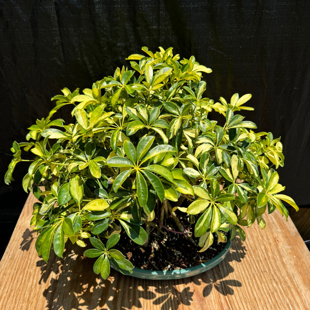 Schefflera Plant herb seeds