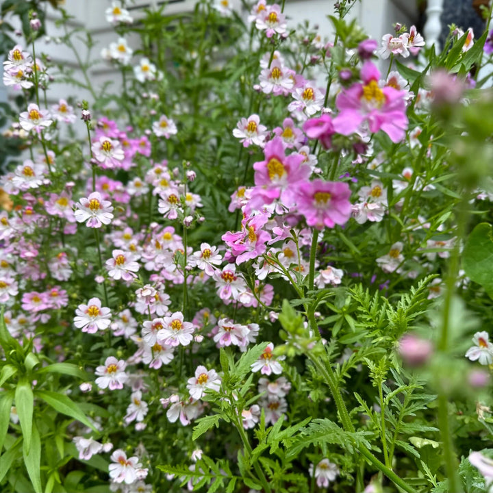 Rosa-weiße Schizanthus Blumensamen – alte Sorte, gentechnikfrei, keimstark, Bio-Gartensamen zum Pflanzen