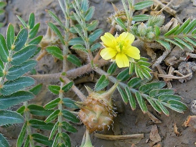 Burra Gokhru Bindii Flower Seeds – Heirloom Non-GMO High Germination Seeds