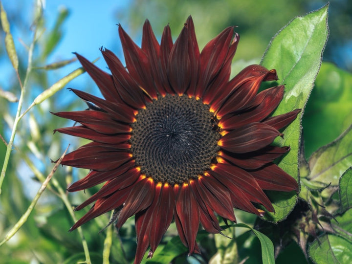 Maroon Sunflower Flower Seeds – Heirloom, Non-GMO, High Germination Seeds