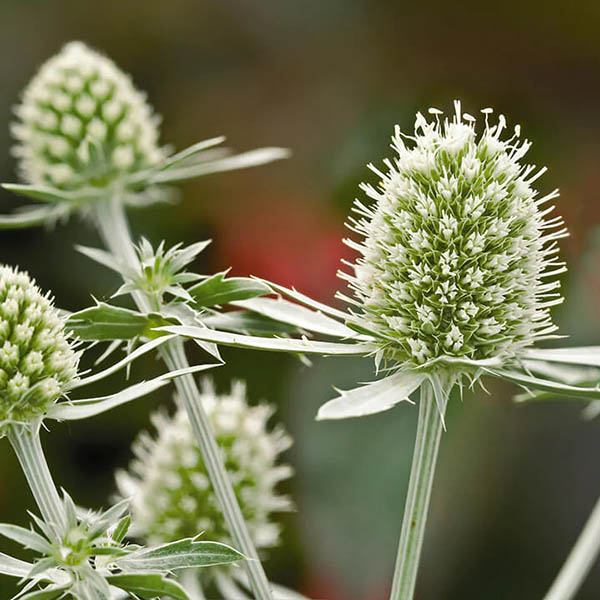Green Eryngium Flower Seeds – Heirloom, Non-GMO, High Germination Seeds