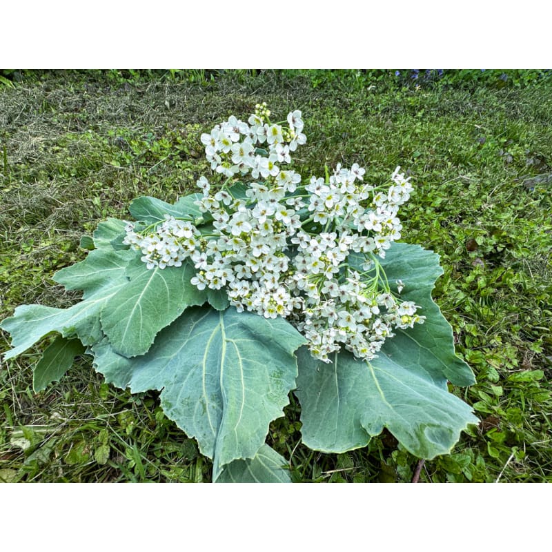 Green Sea Kale Seeds – Heirloom, Non-GMO, High Germination, Organic Garden Seeds