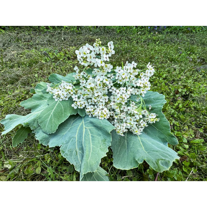 Green Sea Kale Seeds – Heirloom, Non-GMO, High Germination, Organic Garden Seeds