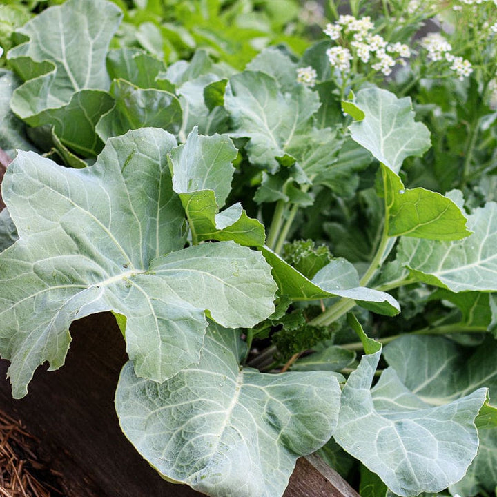 Heirloom Non-GMO Sea Kale Vegetable Seeds – High Germination Organic Garden Seeds