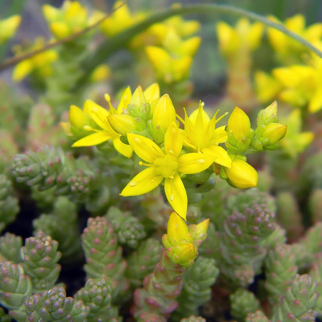 Golden Sedum herb seeds