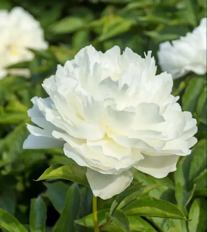 Bartzella Flower Seeds for Planting – Heirloom Non-GMO High Germination Organic Garden Seeds