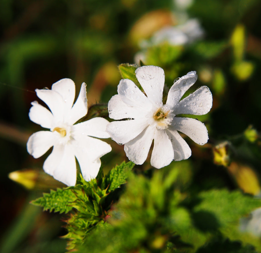 white campion flower seeds