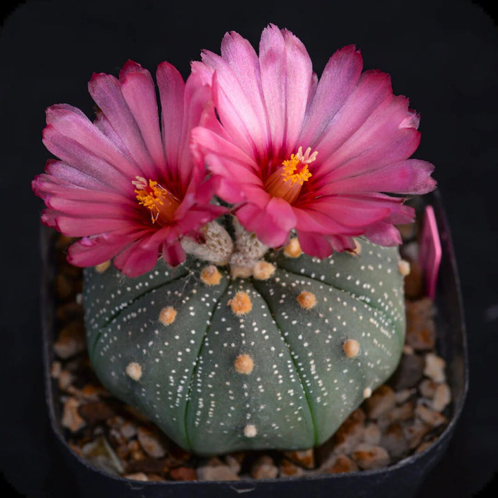 Astrophytum Flower Seeds Pink for Planting – Heirloom Non-GMO High Germination Organic Seeds