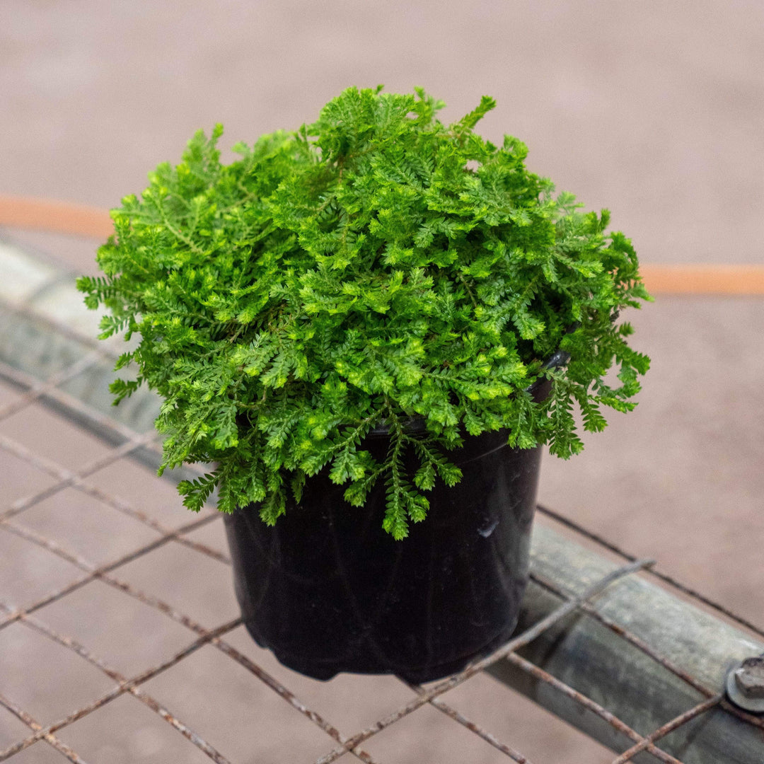 Selaginella Plant herb seeds