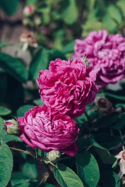 Damask Rose Flower Seeds – Heirloom, Non-GMO, High Germination Organic Garden Seeds