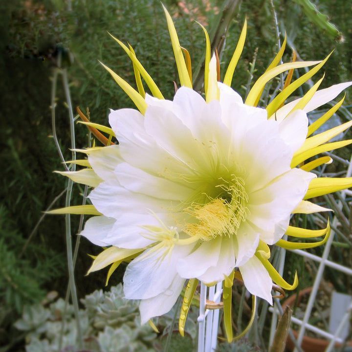 White Selenicereus Flower Seeds for Planting – Heirloom, Non-GMO, High Germination Organic Garden Seeds