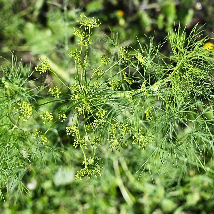 Vierling Dill Herb Seeds for Planting – Heirloom Non-GMO High Germination Organic Garden Seeds