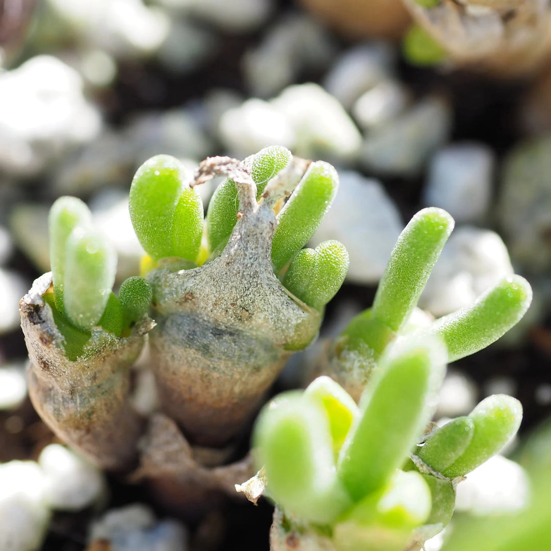 Succulent Package herb seeds