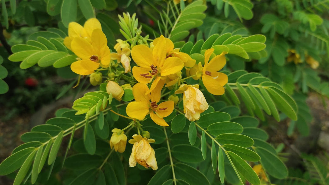 Bladder Senna herb seeds
