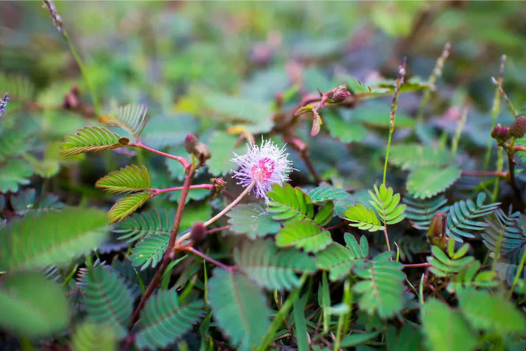 Bashfulgrass Mimosa herb seeds