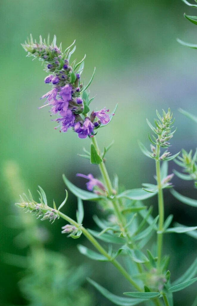 Purple Hyssopus Officinalis Plant Seeds for Planting | Heirloom Non-GMO High Germination Seeds