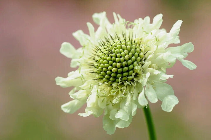 Cephalaria Gigantea Flower Seeds for Planting – Heirloom Non-GMO High Germination