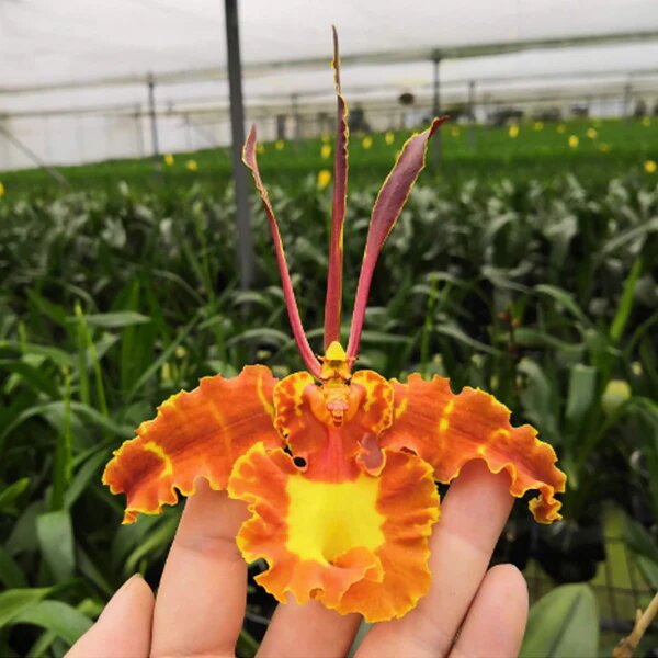 Orange Psychopsis Mariposa Flower Seeds – Heirloom, Non-GMO Seeds