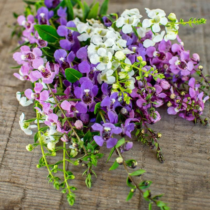 Mixed Angelonia Flower Seeds – Heirloom, Non-GMO, High Germination Seeds