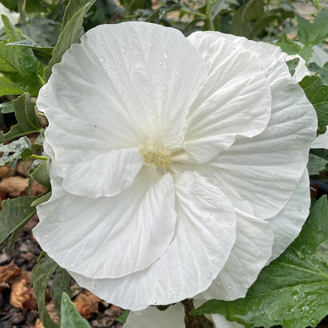 Hibiscus Flower Seeds White – Heirloom, Non-GMO, High Germination Seeds