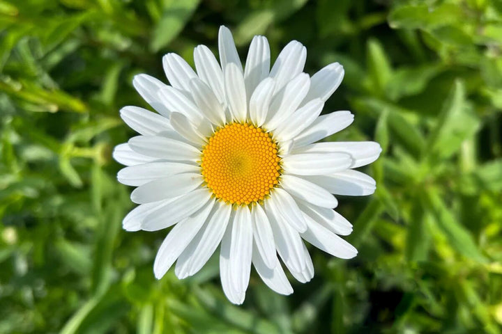 Semillas de Margarita Gigante Blanca — Semillas Heirloom No Modificadas Genéticamente de Alta Germinación