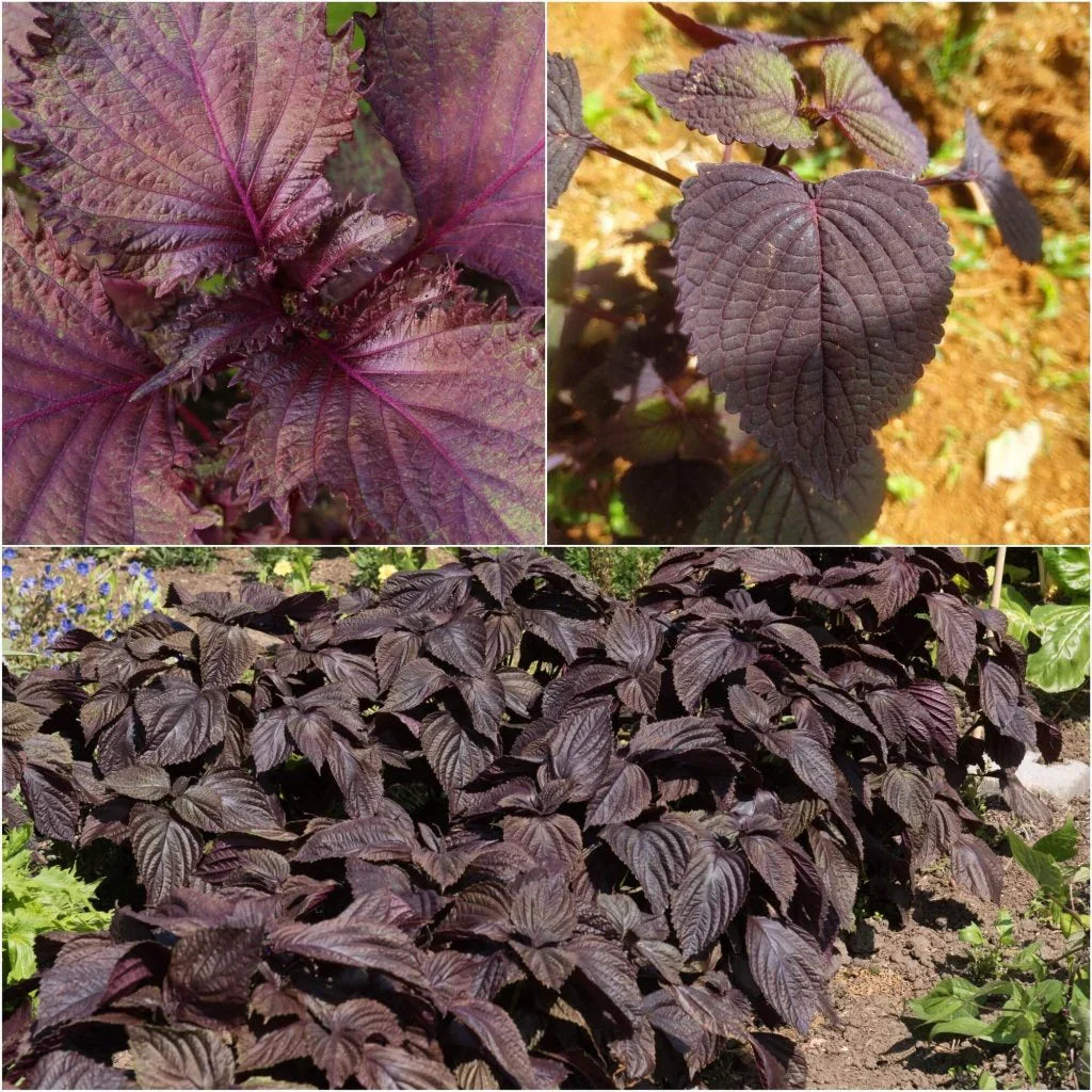 Purple Perilla herb seeds