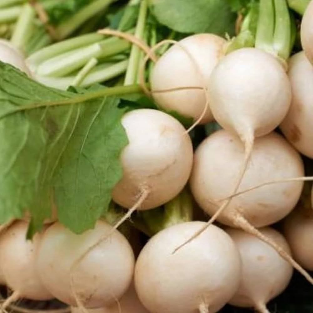 shogoin turnip flower seeds