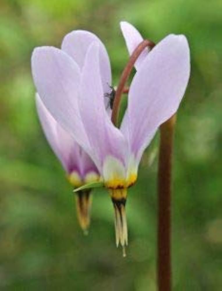 shooting star flower seeds