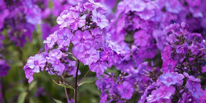 Giant Phlox Flower Seeds Purple Heirloom Non-GMO High Germination Organic Garden Seeds for Planting