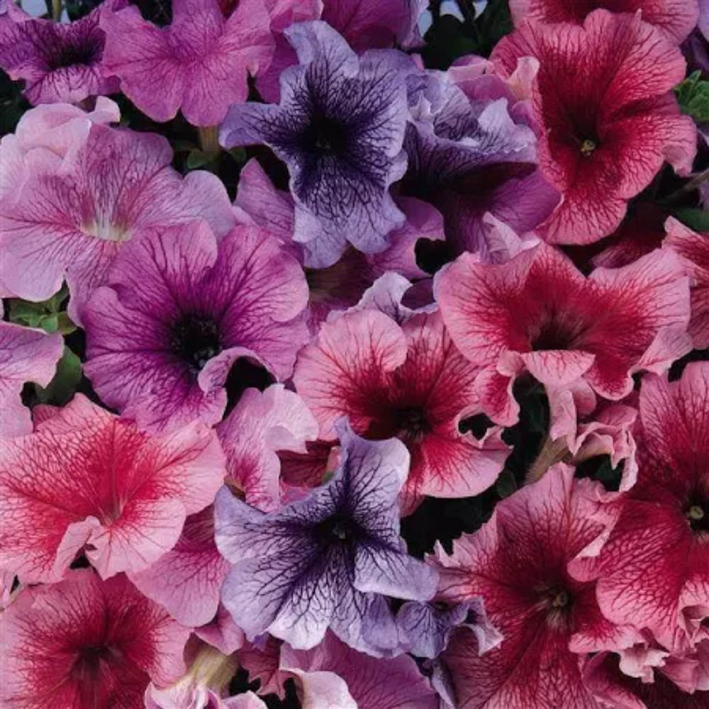 daddy mix flower seeds