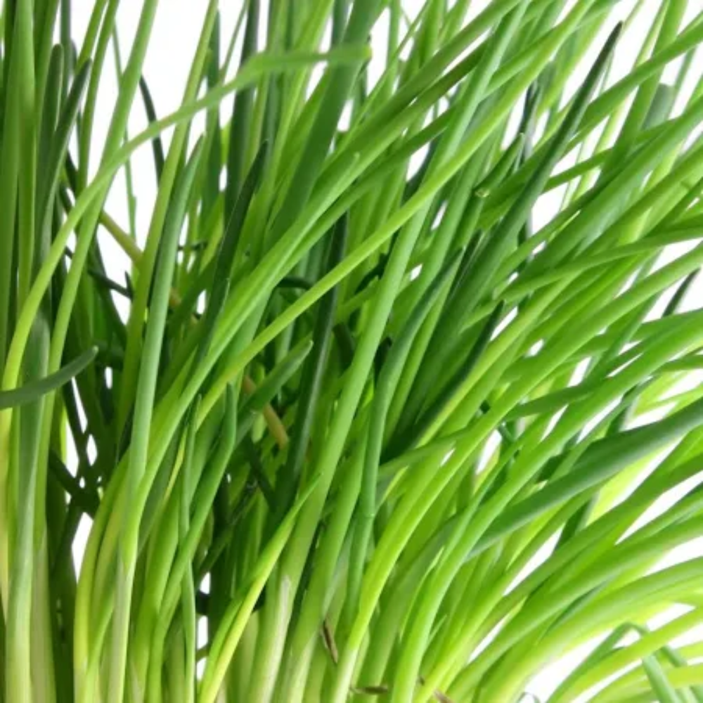 chives chive flower seeds