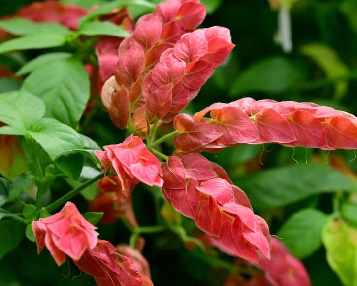 Brandegeeana Flower Seeds Pink – Heirloom, Non-GMO, High Germination, Organic Garden Seeds