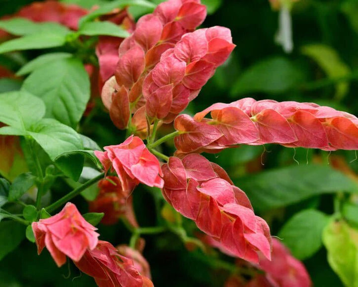 Brandegeeana Flower Seeds Pink – Heirloom, Non-GMO, High Germination, Organic Garden Seeds