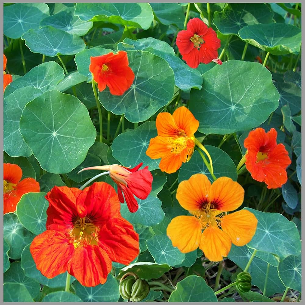 shrub plant flower seeds