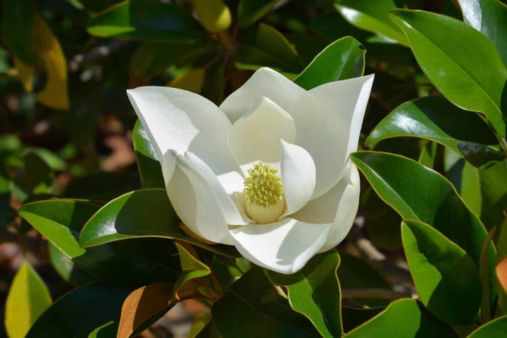 Perennial Magnolia Flower Seeds White – Heirloom, Non-GMO, High Germination Seeds