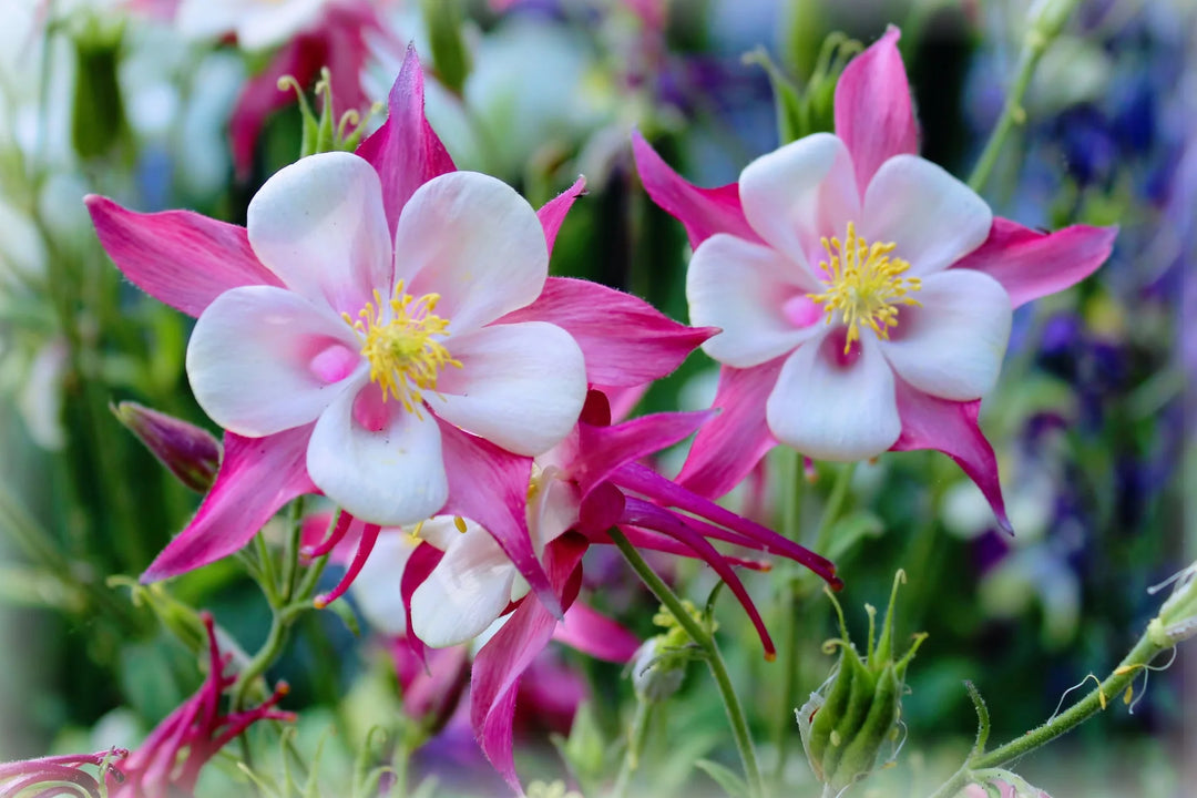 Columbine Flower Seeds Pink White for Planting – Heirloom Non-GMO High Germination