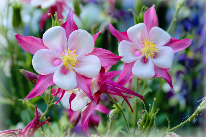 Columbine Flower Seeds Pink White for Planting – Heirloom Non-GMO High Germination
