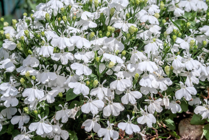 Lobelia Regatta Flower Seeds White – Heirloom, Non-GMO, High Germination Seeds